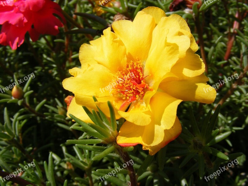 Flowers Grandiflora Moss Portulaca Purslane