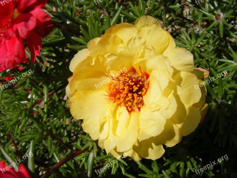 Flowers Grandiflora Moss Portulaca Purslane