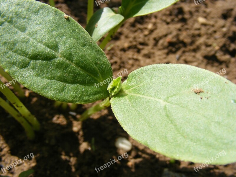 Cucumber Earth Germination Green Ground