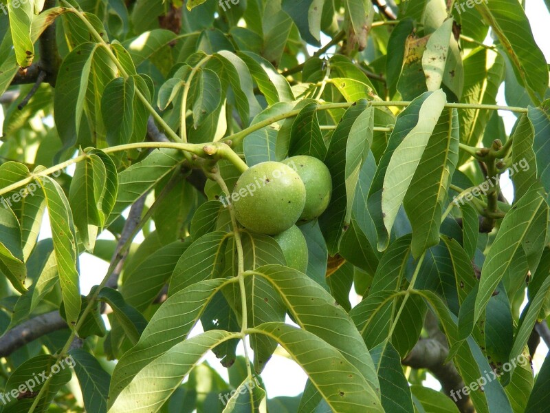 Green Immature Leaf Tree Unripe