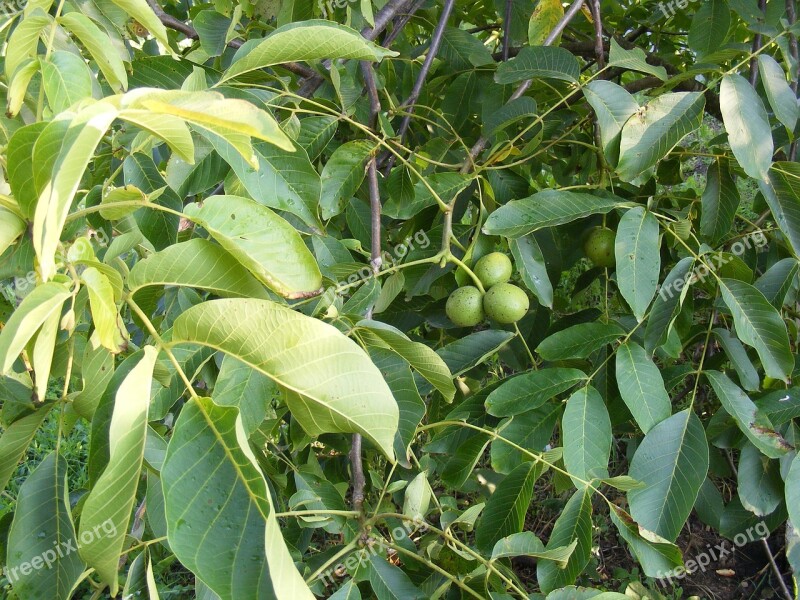 Green Immature Leaf Tree Unripe