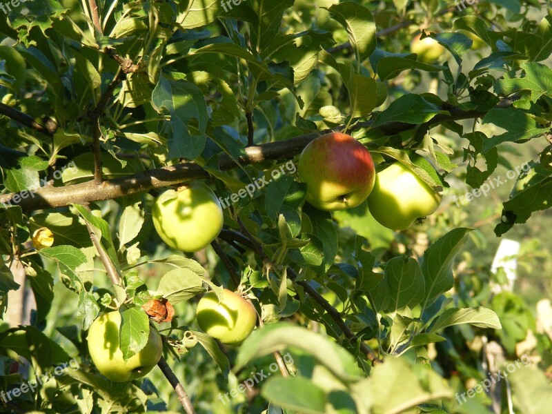 Apple Apples Green Light Sunny