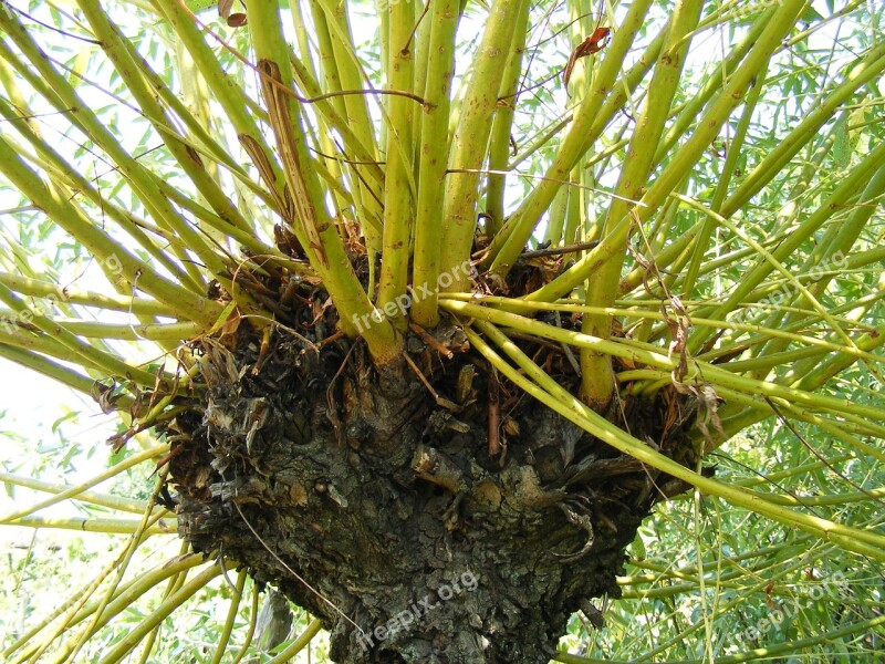 Branches Tree Trunk Weeping Willow