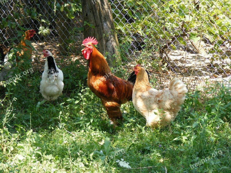 Chicken Chickens Farm Garden Hen