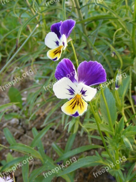 Flowers Garden Hybrid Multicolor Pansy