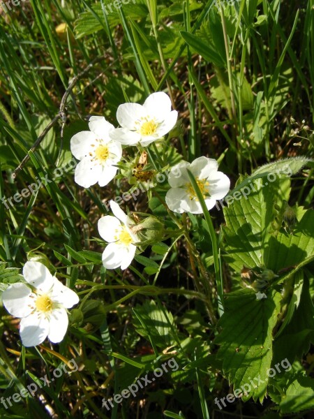 Flowers Forest Green Strawberries White