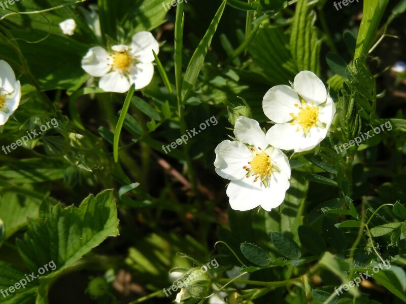 Flowers Forest Green Strawberries White