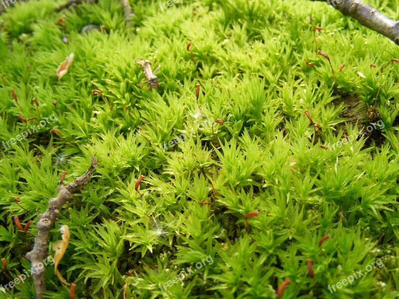 Climacium Damp Dendroides Evergreen Moss