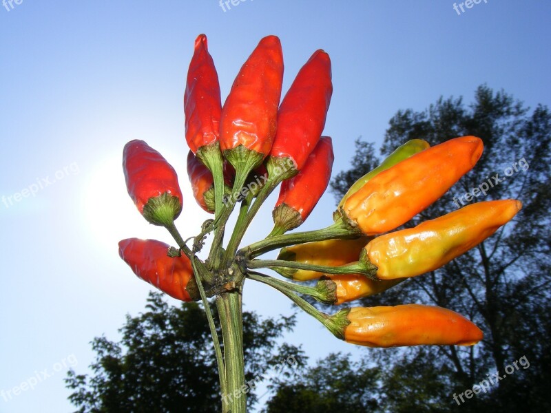 Chilli Hot Pepper Red Sunlight