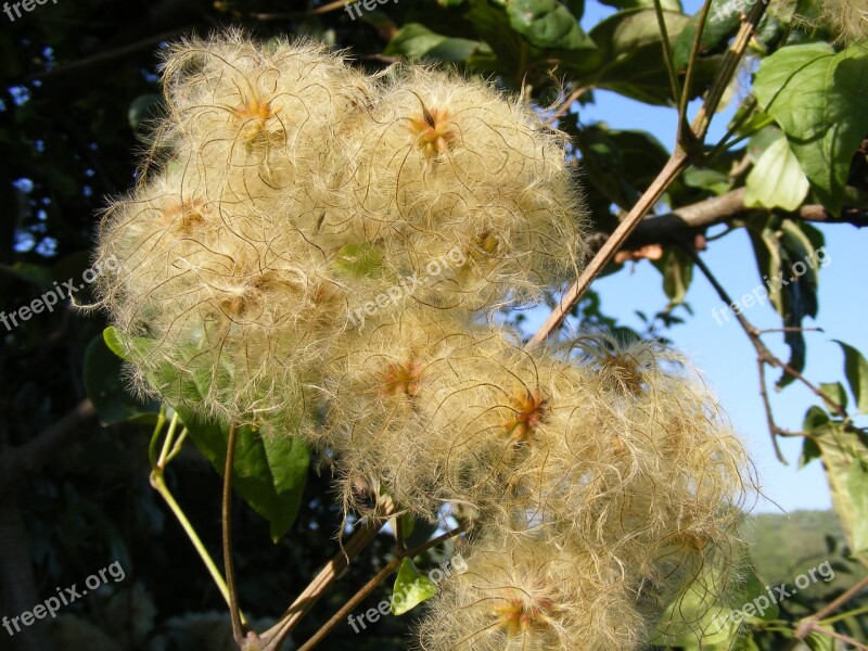 Beard Clematis Climbing Flowers Joy