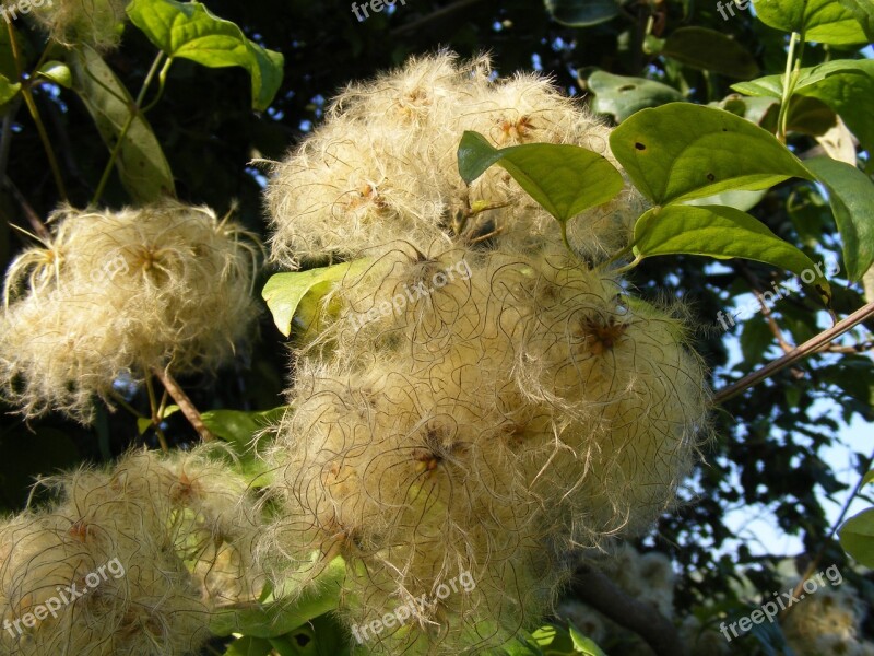 Beard Clematis Climbing Flowers Joy