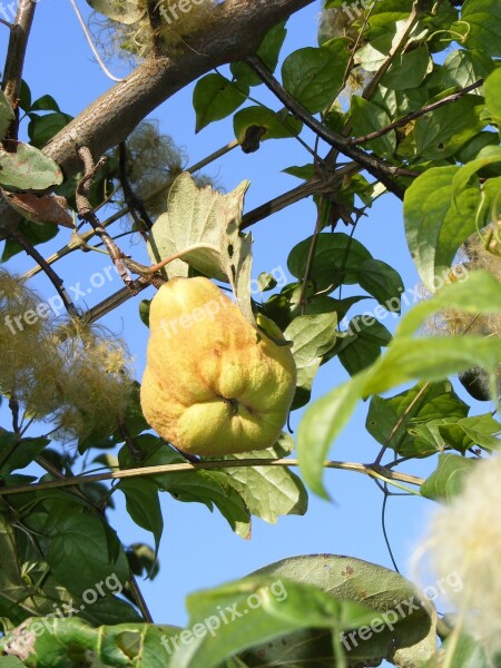 Cydonia Oblonga Quince Sweet Yellow