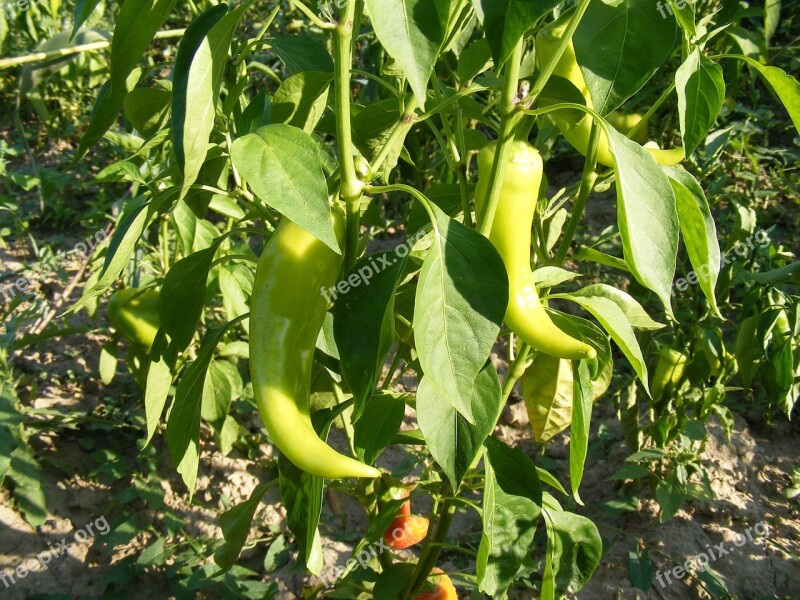 Cherry Garden Green Peppers Pimento