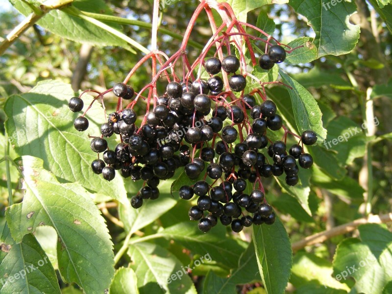 Berries Black Common Elder Elderberry