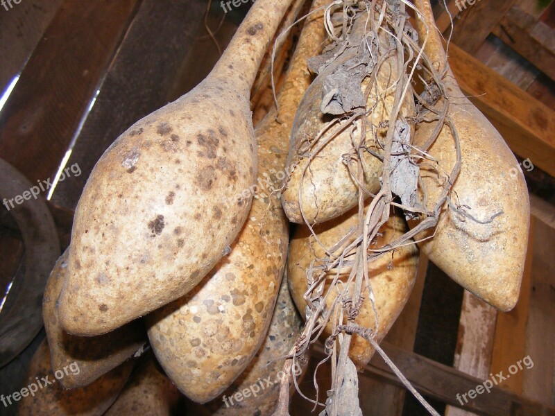 Bottle Calabash Dried Gourds Lagenaria