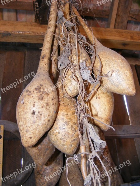 Bottle Calabash Dried Gourds Lagenaria