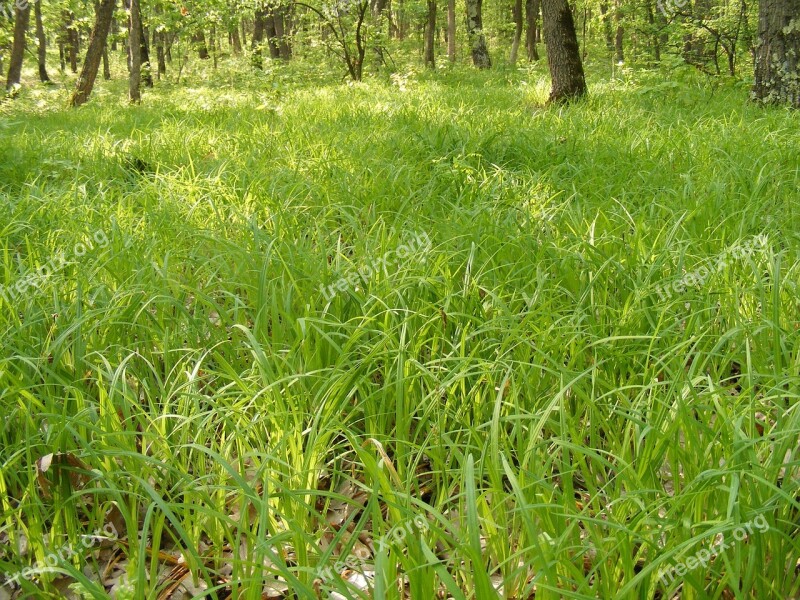 Grass Green Tree Trees Woods