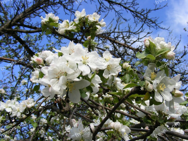 Apple Blooms Blossom Blossoms Flowers