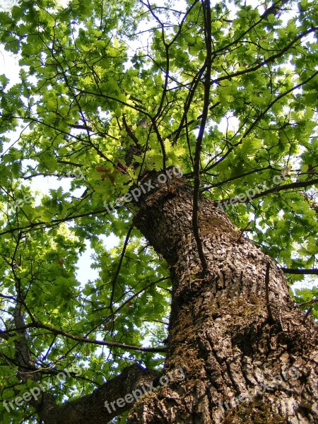 Bark Forest Green Oak Tree