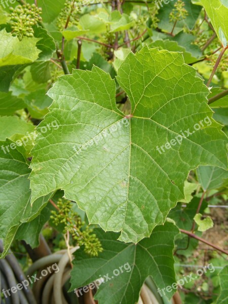 Garden Green Leaves Natural Vinifera