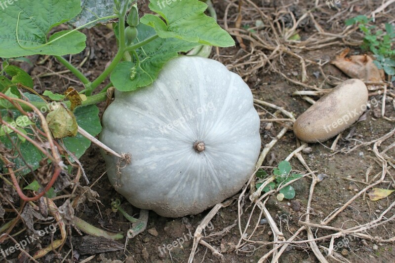 Blue Cucurbita Gray Jarrahdale Maxima