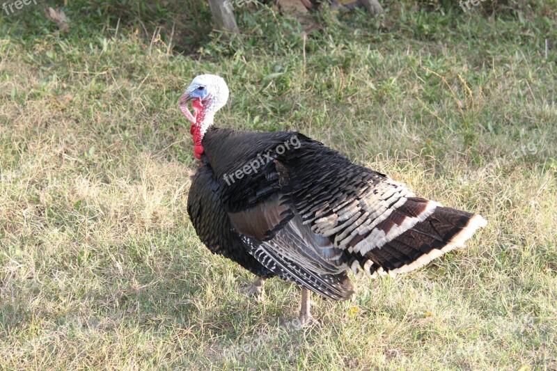 Black Domestic Large Poultry Turkey