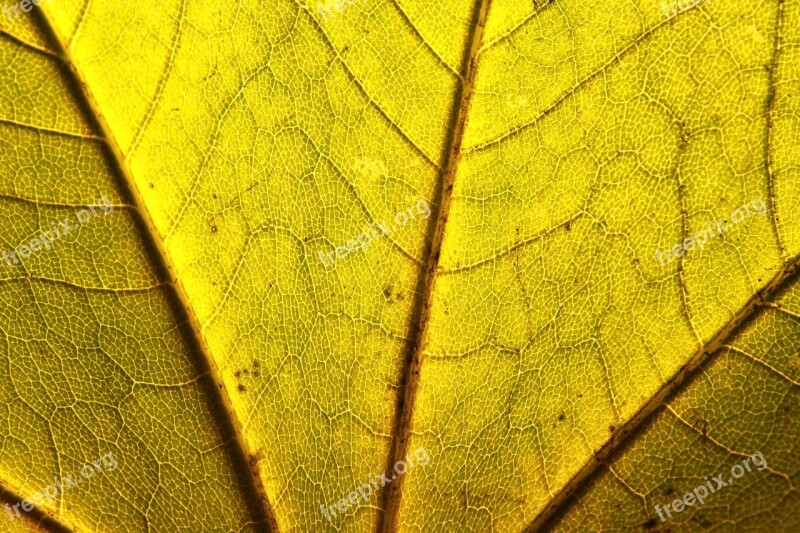 Acer Close-up Leaf Maple Norway