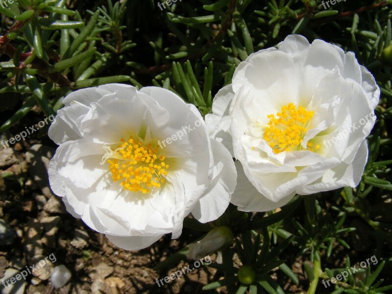 Flowers Garden Grandiflora Moss Portulaca