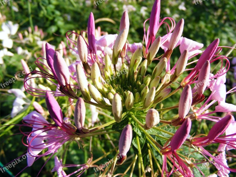 Common Flowers Green Herbs Officinalis