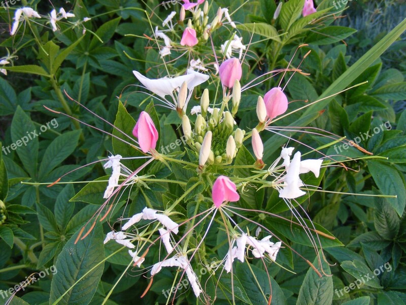 Common Flowers Green Herbs Officinalis