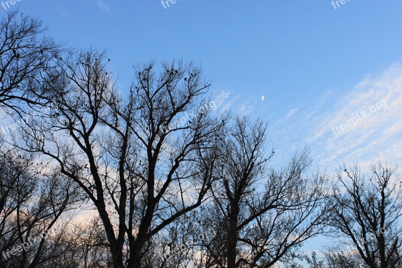 Black Crows Fall Flock Moon