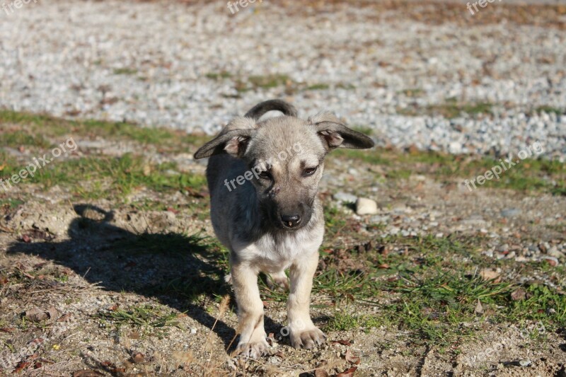 Dogs Little Puppies Small Three