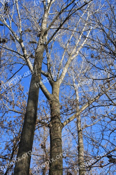 Autumn Blue Fall Forest Leaves