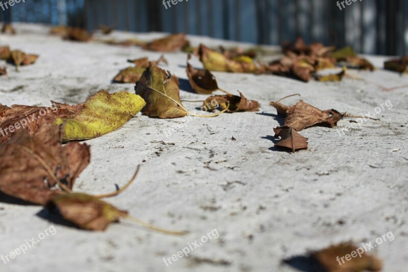 Leaves Rock Stone Travertine Yellow