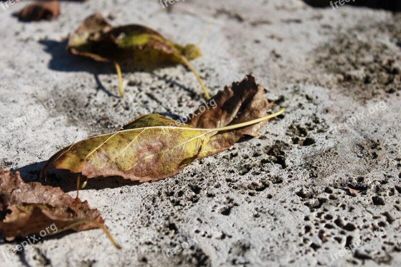 Leaves Rock Stone Travertine Yellow