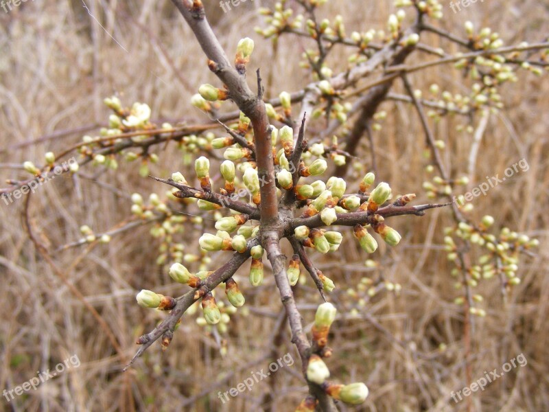 Blackthorn Buds Flowers Prunus Sloe