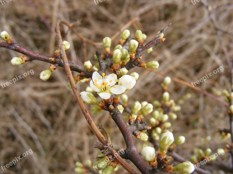 Blackthorn Buds Flowers Prunus Sloe