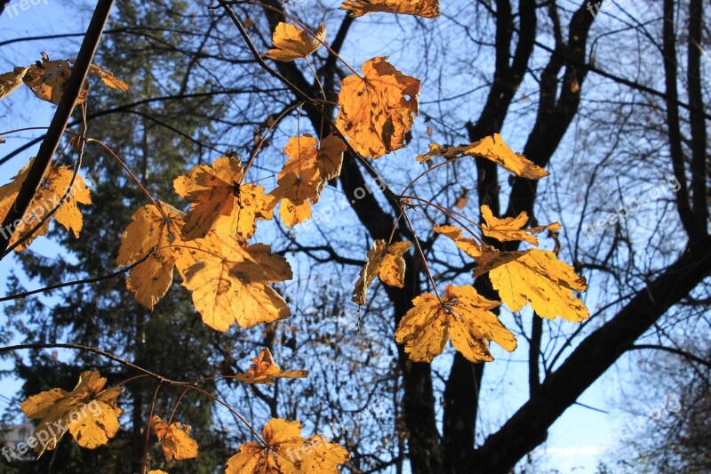 Fall Golden Leaves Orange Red