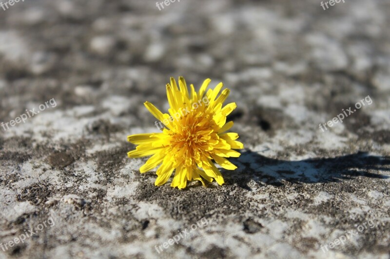 Bright Broken Close-up Flowers Stone