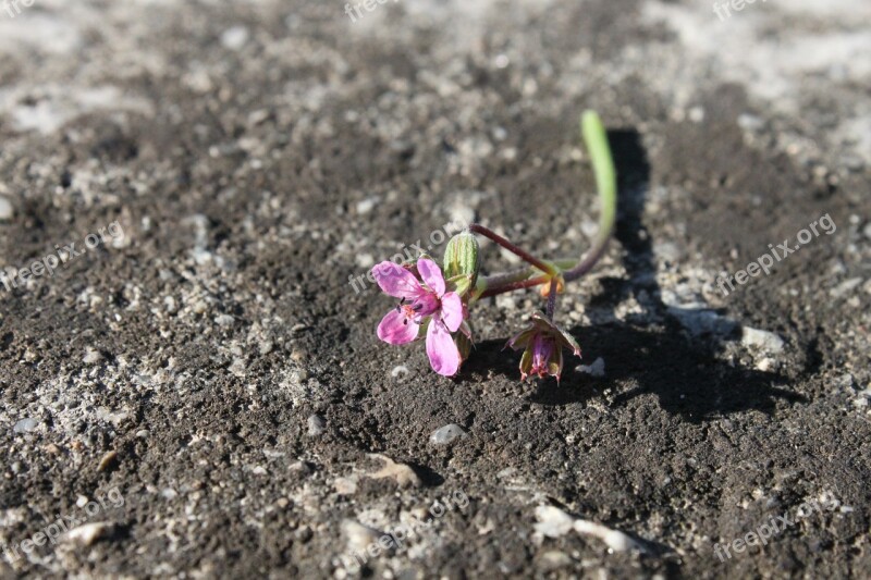 Bright Broken Close-up Flowers Stone