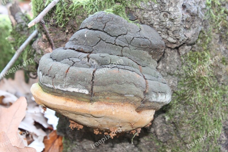 Fomentarius Fomes Fungus Hoof Polypore