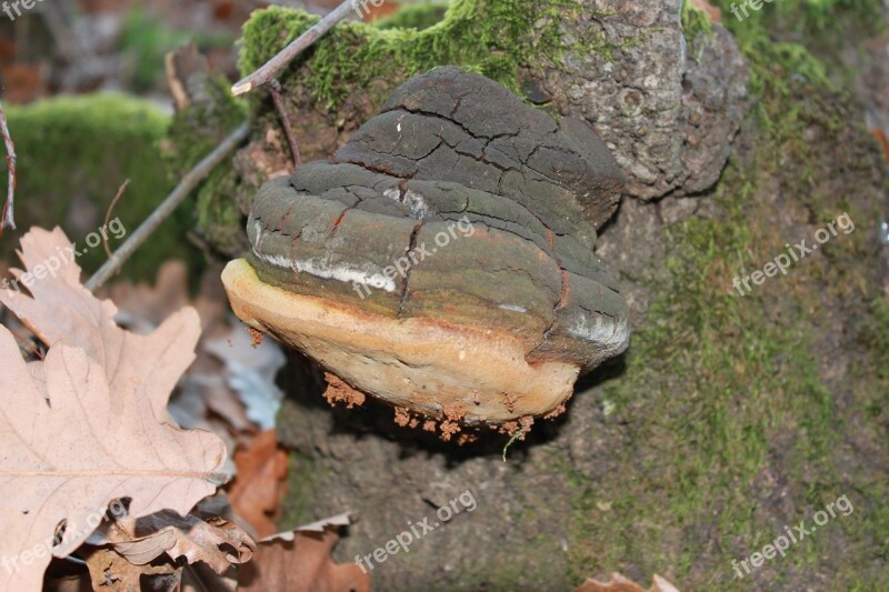 Fomentarius Fomes Fungus Hoof Polypore