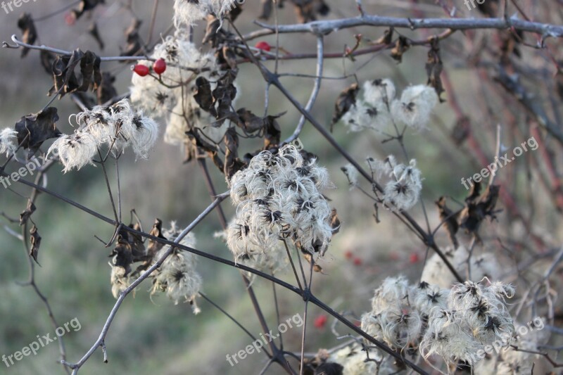 Beard Clematis Flowers Fluffy Man