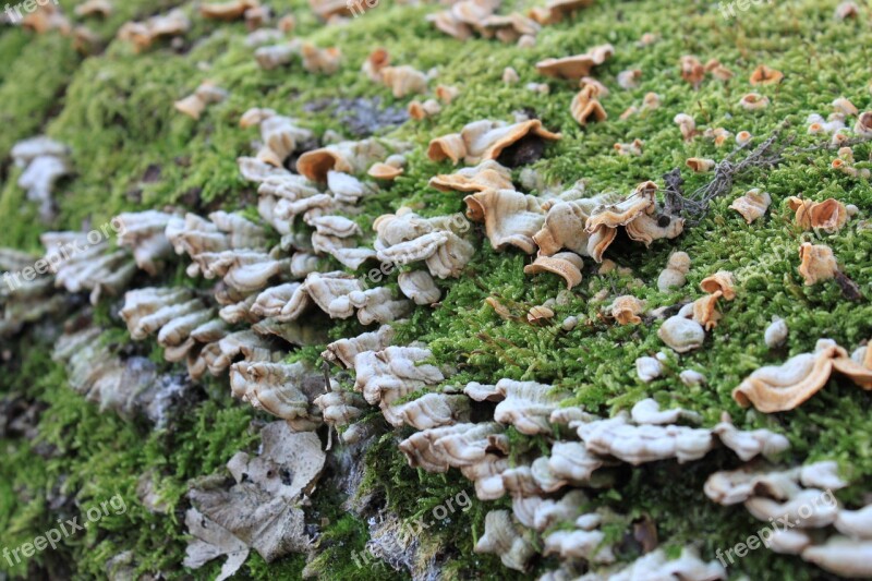 Bracket Fungi Fungus Moss Stump