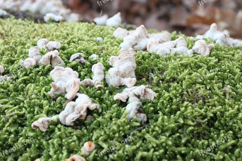 Bracket Fungi Fungus Moss Stump