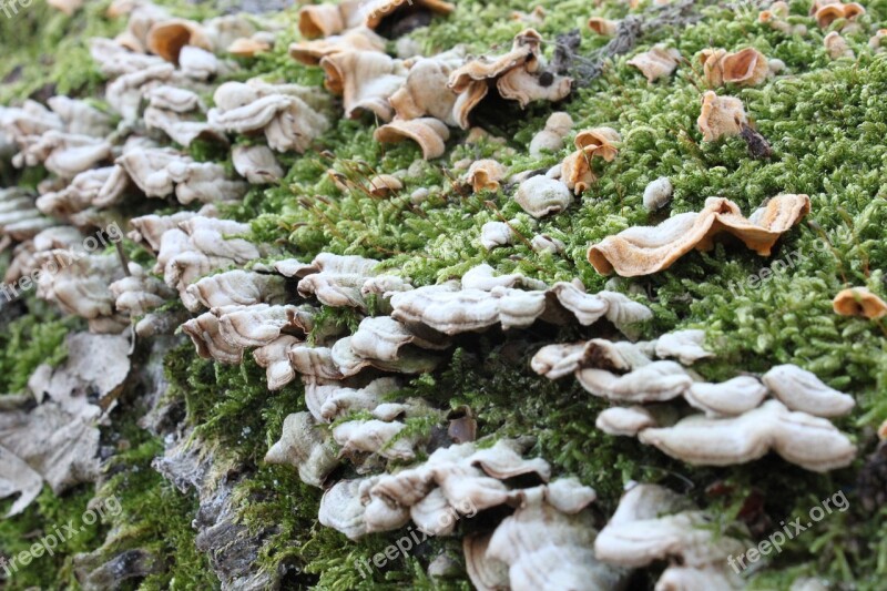 Bracket Fungi Fungus Moss Stump