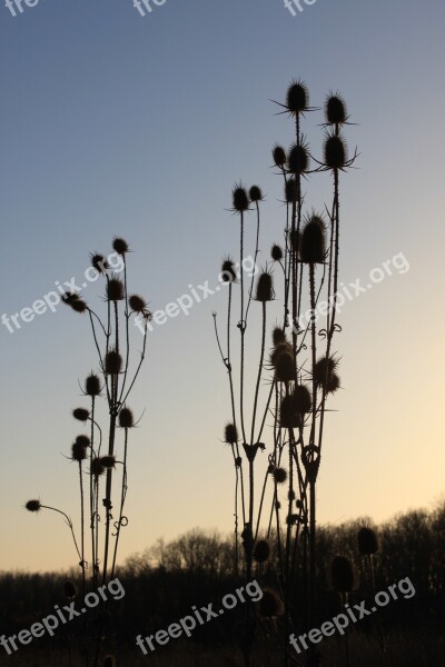 Cutleaf Dipsacus Dried Flowers Laciniatus