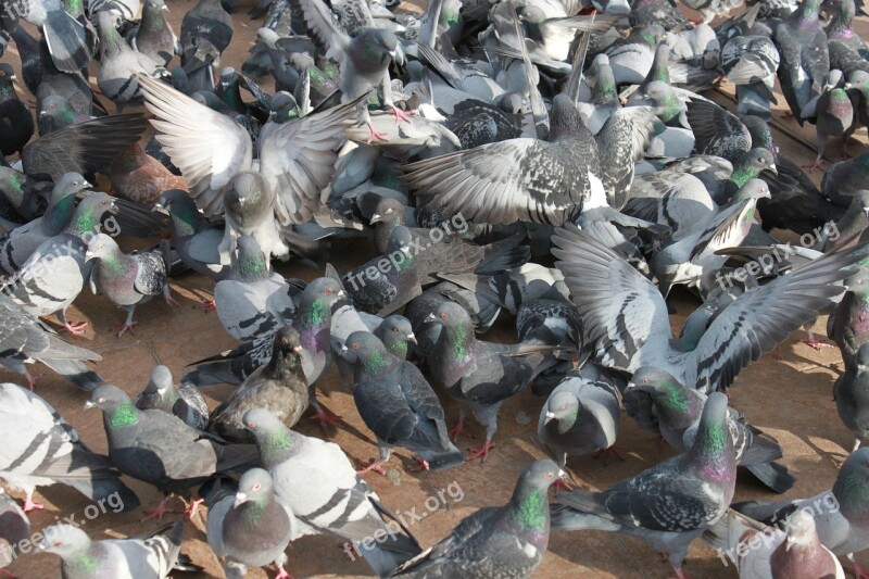 Close-up Flock Flying Pigeons Square