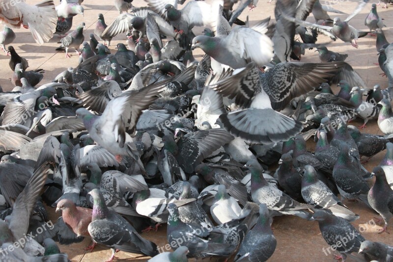 Close-up Flock Flying Pigeons Square