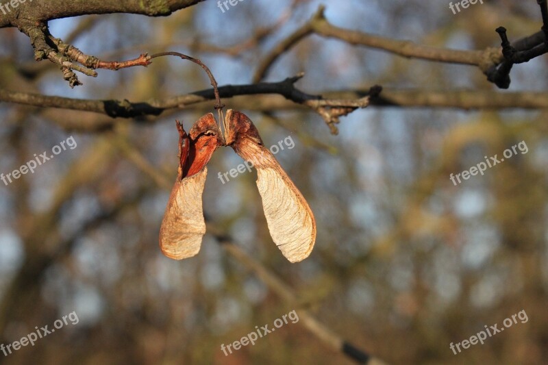 Acer Maple Pseudoplatanus Seeds Sycamore